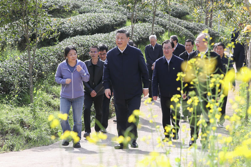 3月22日至25日，中共中央总书记、国家主席、中央军委主席习近平在福建考察。这是22日下午，习近平在南平武夷山市星村镇燕子窠生态茶园，察看春茶长势，了解当地茶产业发展情况。新华社记者 鞠鹏 摄