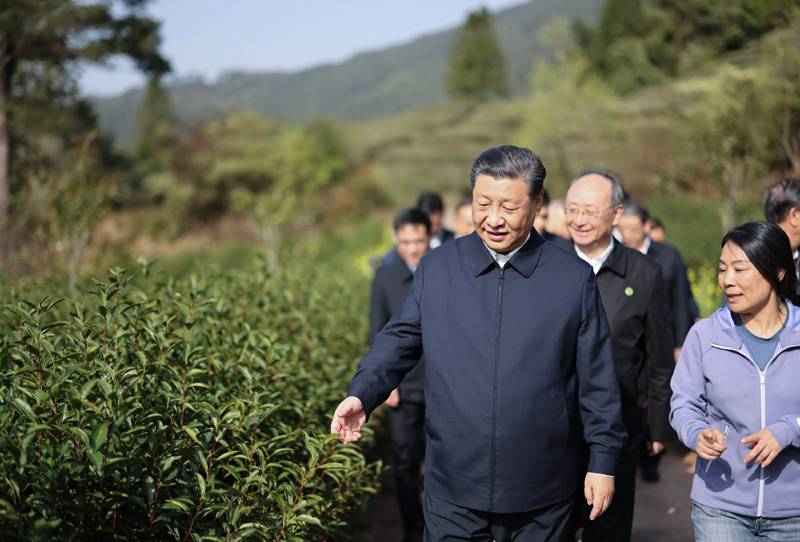 3月22日至25日，中共中央总书记、国家主席、中央军委主席习近平在福建考察。这是22日下午，习近平在南平武夷山市星村镇燕子窠生态茶园，察看春茶长势，了解当地茶产业发展情况。新华社记者 王晔 摄