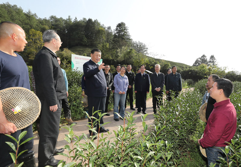 3月22日至25日，中共中央总书记、国家主席、中央军委主席习近平在福建考察。这是22日下午，习近平在南平武夷山市星村镇燕子窠生态茶园，同科技特派员、茶农亲切交流，了解当地茶产业发展情况。新华社记者 鞠鹏 摄